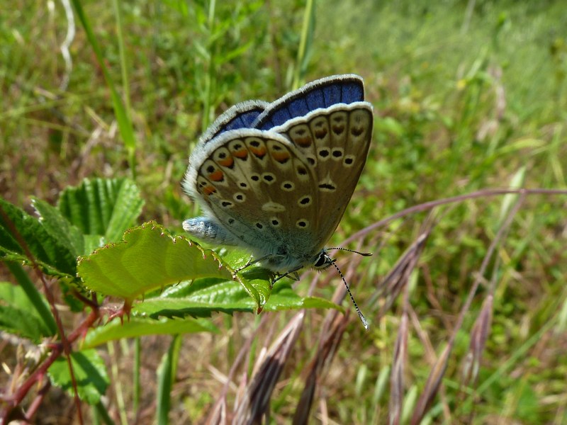 Polyommatus (Polyommatus) thersites